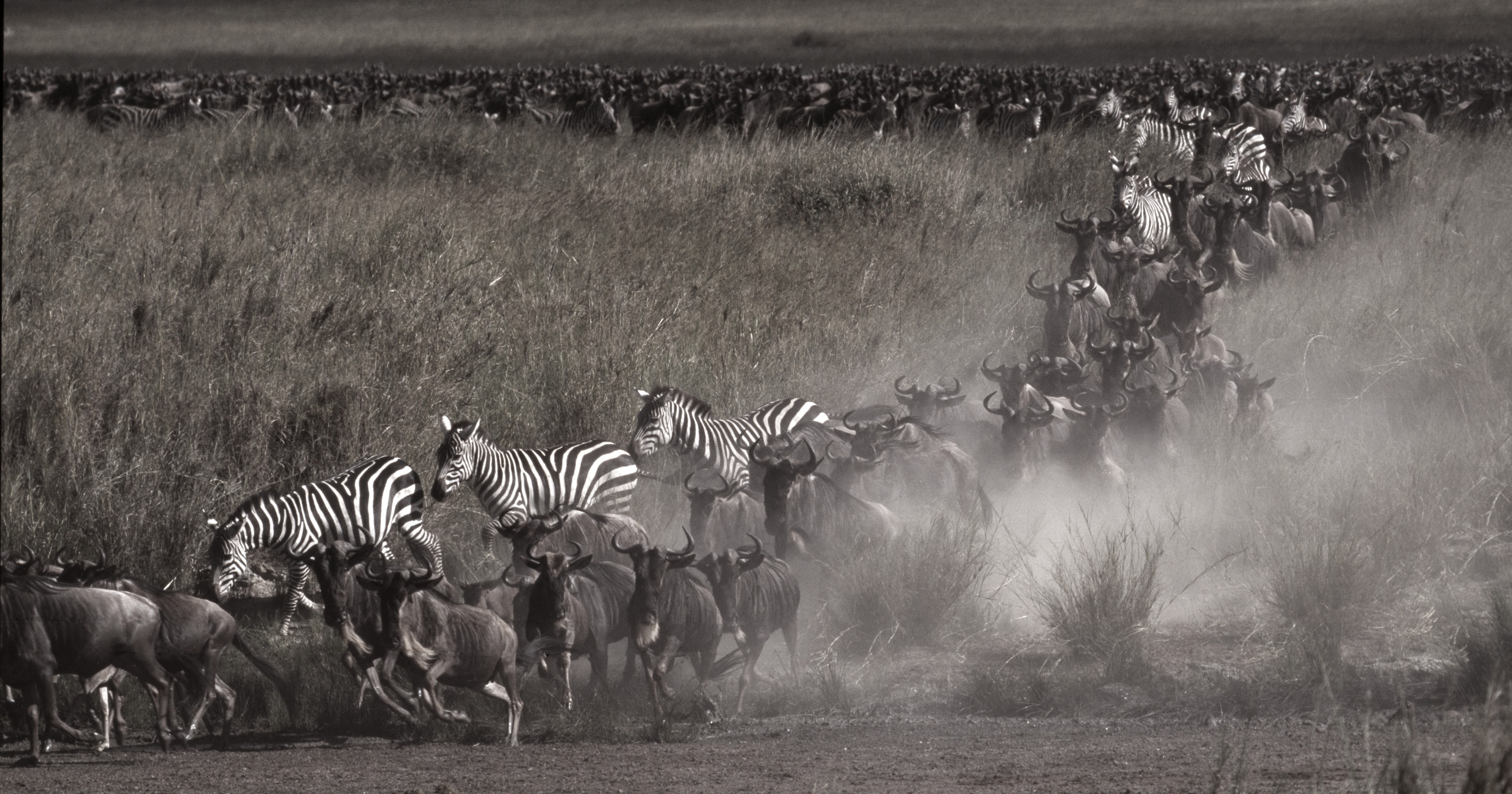 Migrations de zèbres et de gnous