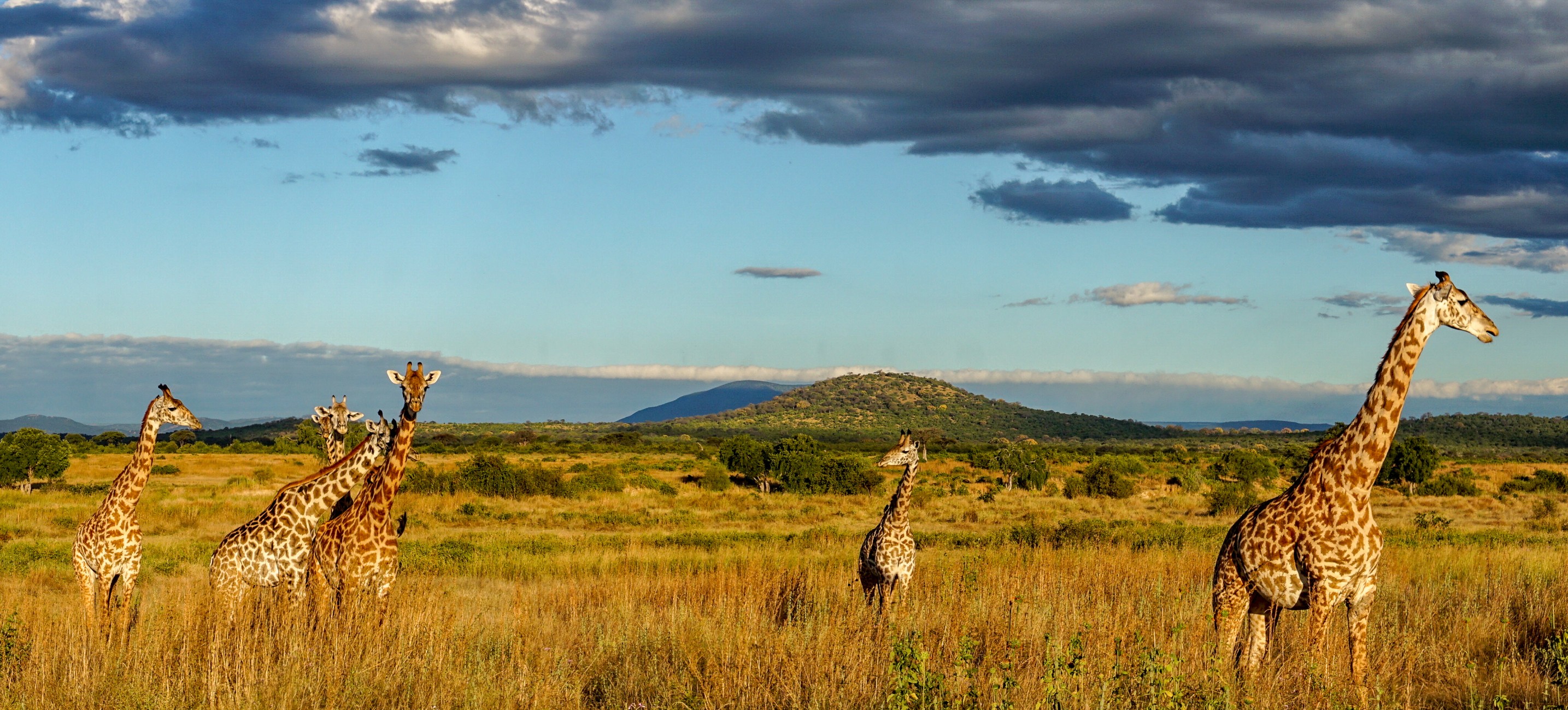 Parc national de Ruaha.