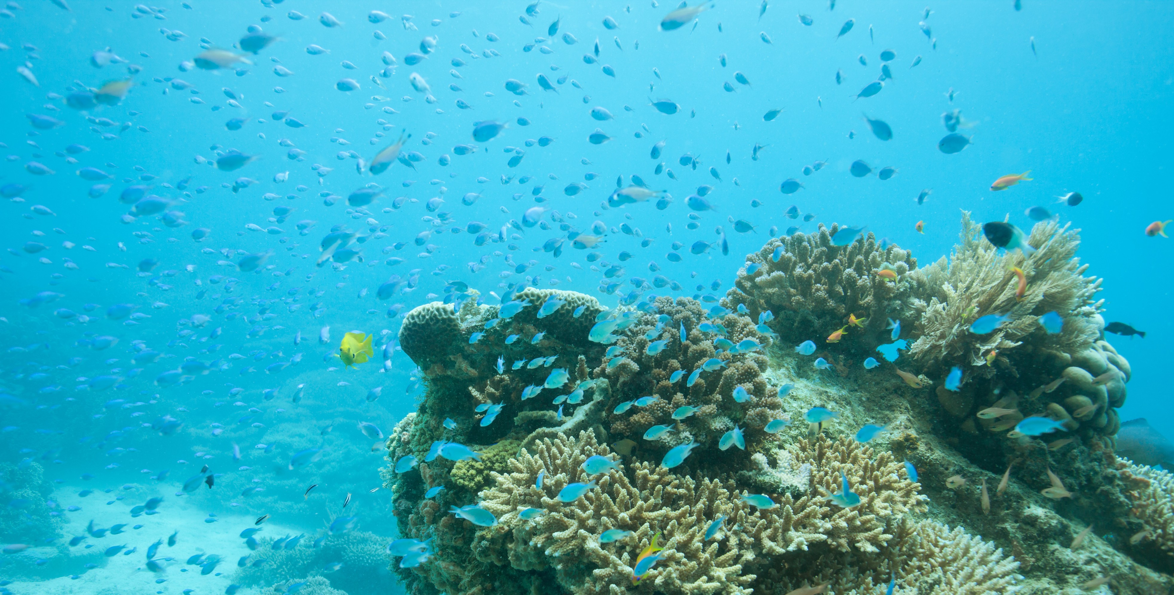 Underwater photo with tropical coral reef in the bottom right corner and the blue ocean filled with schools of reef fish of blue, orange, and yellow. Taken near Zanzibar, Africa