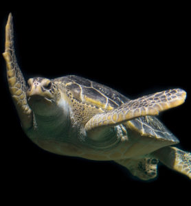 tortue verte