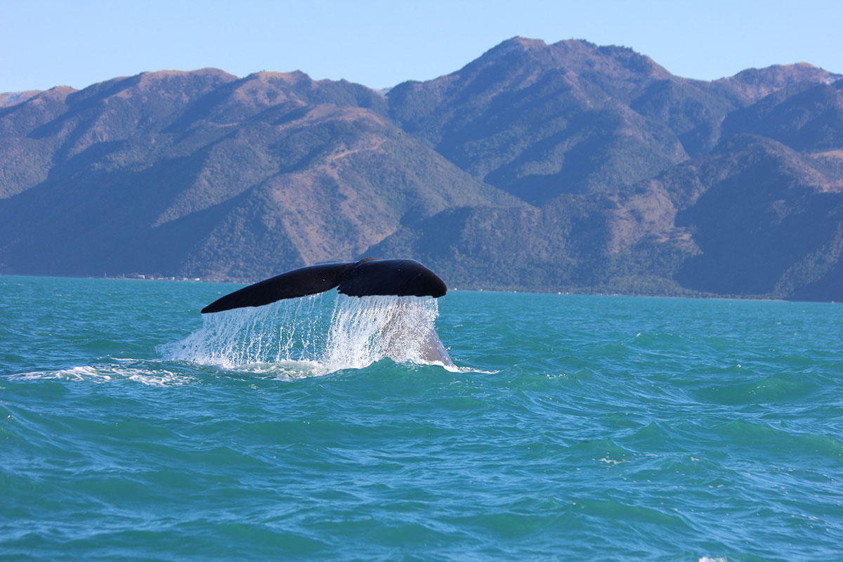 observation des baleines Kaikura Nouvelles Zélande