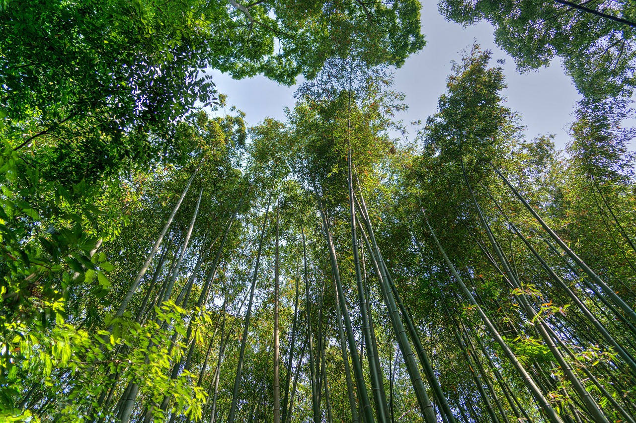 Arashiyama