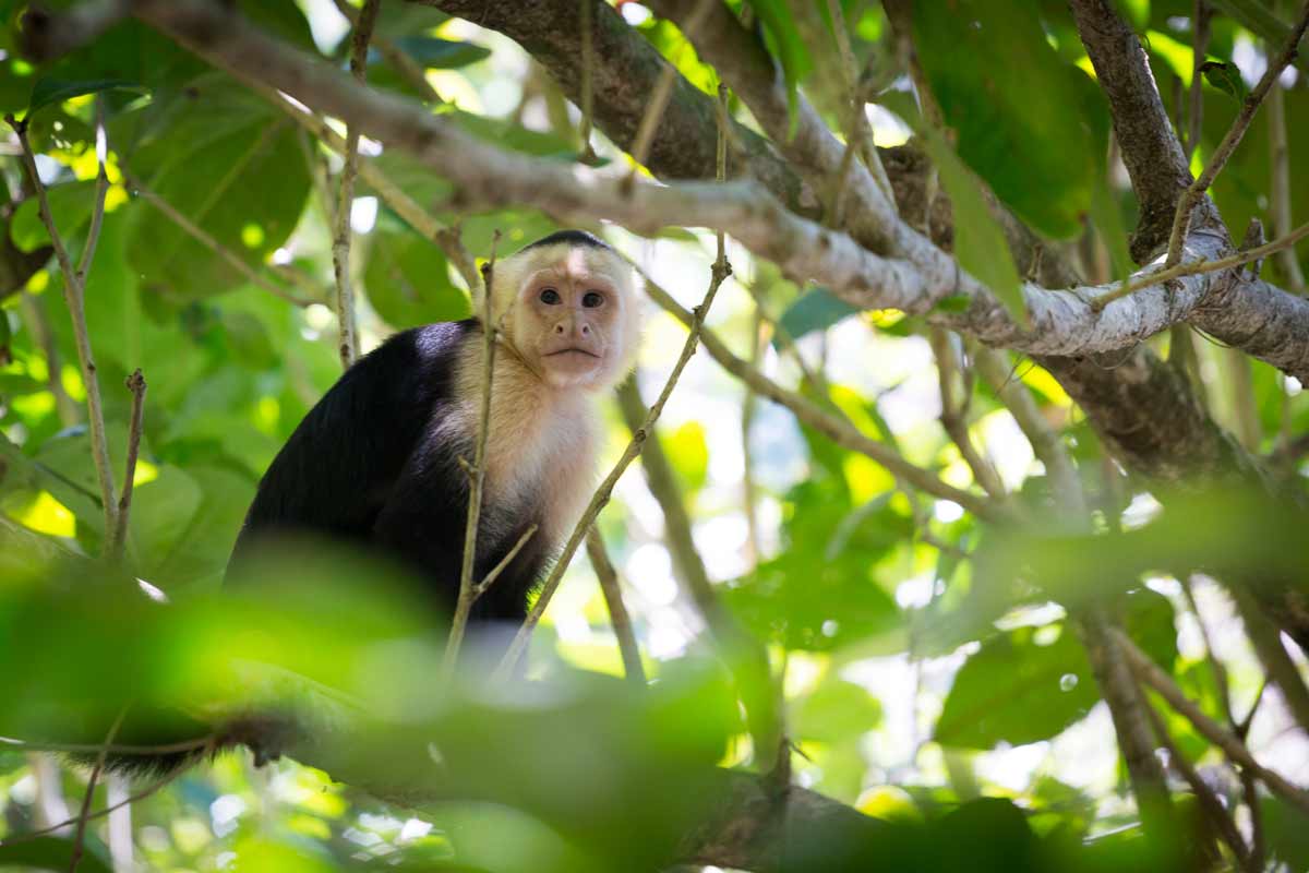 Capucin - Cahuita