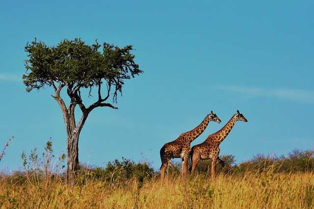 tanzanie safari