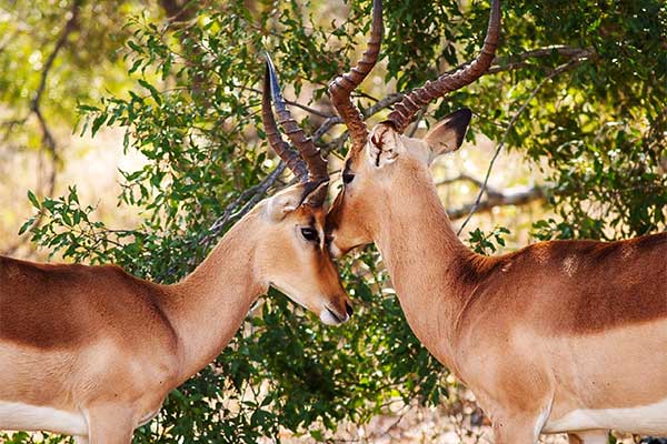 Voyage de noces Afrique du sud