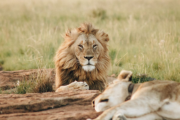 Voyage de noces Botswana