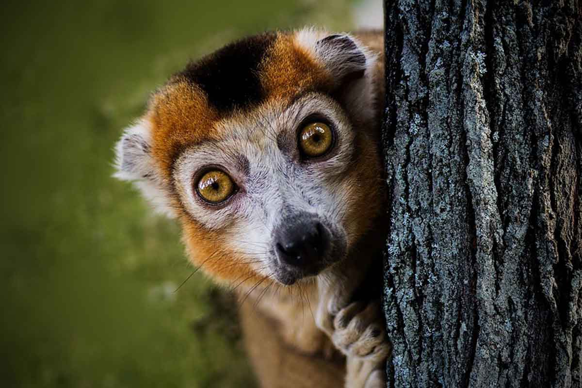 Lémurien de Madagascar