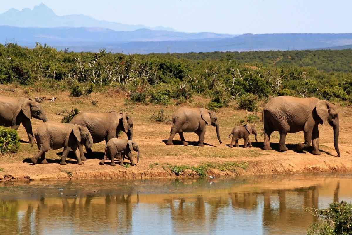 éléphants afrique du sud point d'eau