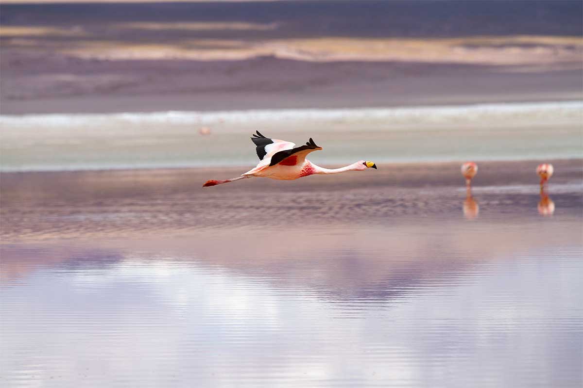 flammant rose bolivie