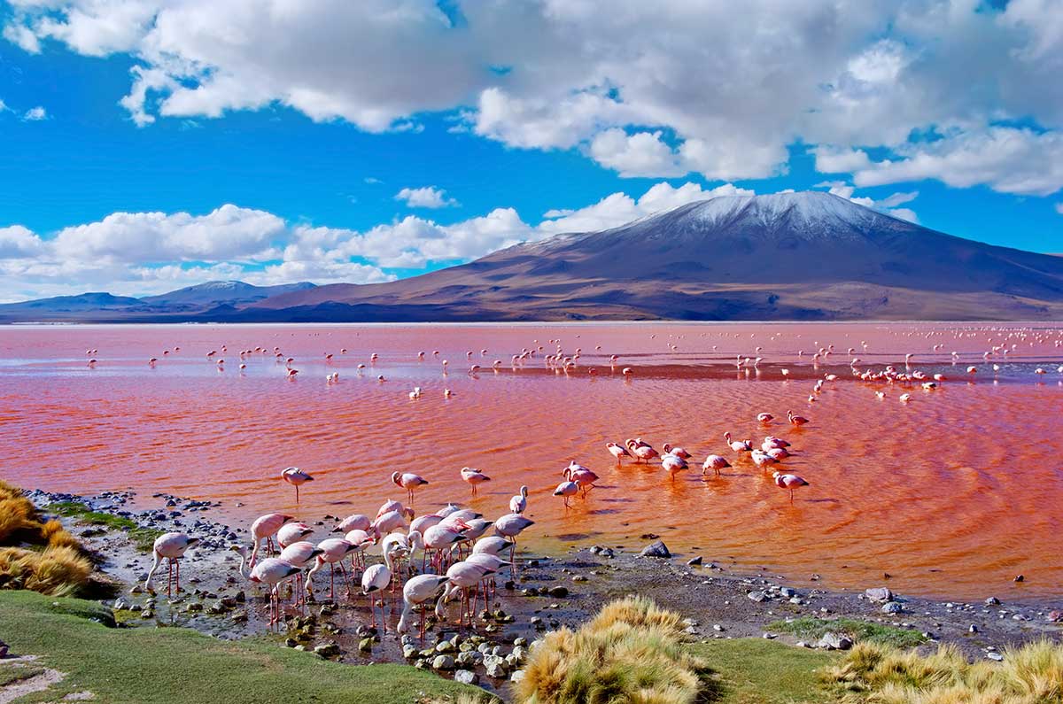 laguna colorada en Bolivie