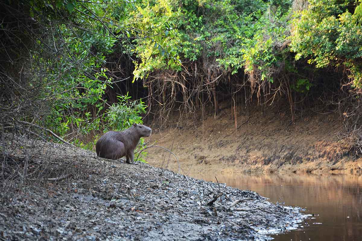 capybaras sur le bord de la rivière dans l'Amazonie bolivienne