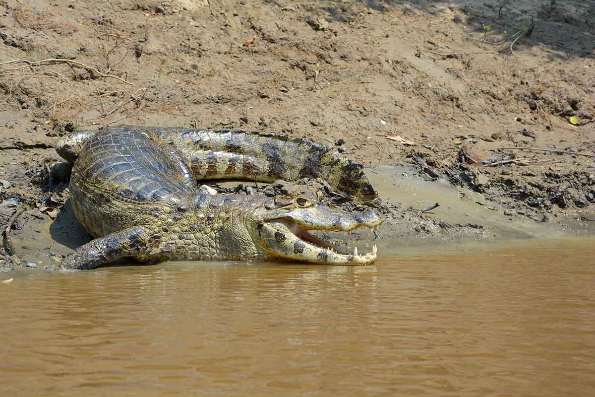 Caïmans au bord de la rivière en Bolivie